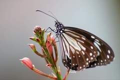 Parantica luzonensis luzonensis