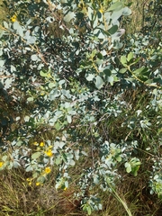 Senna artemisioides alicia