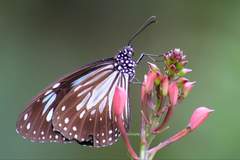 Parantica luzonensis luzonensis