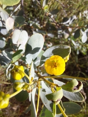 Senna artemisioides alicia