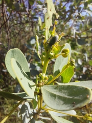 Senna artemisioides alicia