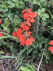 Crossandra mucronata