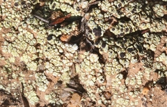 Acarospora schleicheri