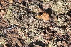 Acarospora schleicheri