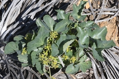 Lomatium lucidum