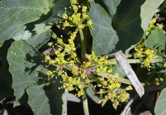 Lomatium lucidum