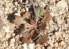 Chorizanthe fimbriata