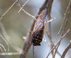 Macrotristria maculicollis