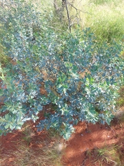 Senna artemisioides alicia