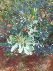 Senna artemisioides alicia