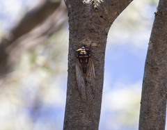 Macrotristria maculicollis