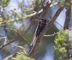 Macrotristria maculicollis