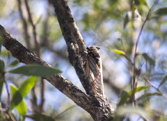 Macrotristria maculicollis