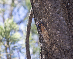 Macrotristria maculicollis