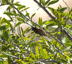 Macrotristria maculicollis
