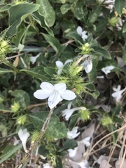 Barleria elegans
