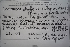 Centaurea stoebe