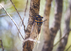 Macrotristria maculicollis