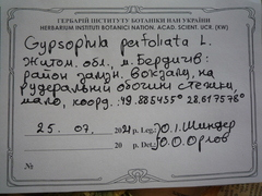 Gypsophila perfoliata