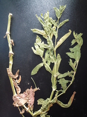 Gypsophila perfoliata