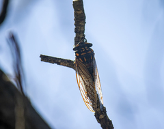Macrotristria maculicollis
