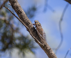 Macrotristria maculicollis