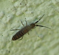 Orchesella multifasciata