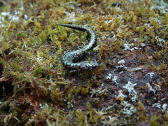 Plethodon welleri