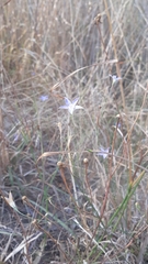 Wahlenbergia luteola
