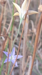 Wahlenbergia luteola