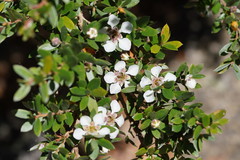 Leptospermum grandifolium