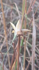 Wahlenbergia luteola
