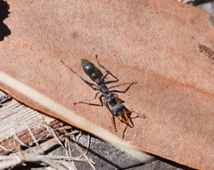 Myrmecia haskinsorum