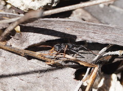 Myrmecia haskinsorum