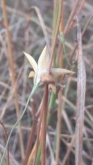 Wahlenbergia luteola