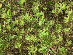 Trifolium alexandrinum