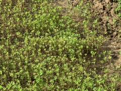 Trifolium alexandrinum