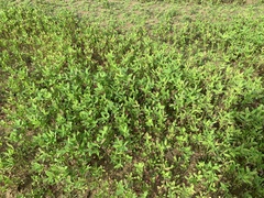 Trifolium alexandrinum