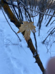 Acer grandidentatum