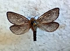 Pharmacis pyrenaicus