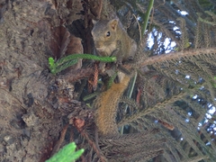 Callosciurus pygerythrus