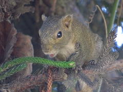 Callosciurus pygerythrus