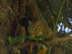 Callosciurus pygerythrus