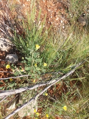 Abutilon leucopetalum