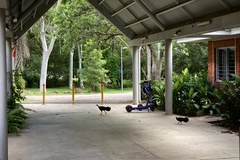 Alectura lathami lathami