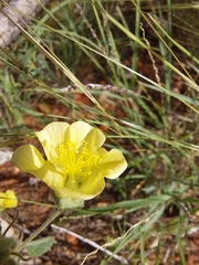 Abutilon leucopetalum