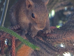 Callosciurus pygerythrus