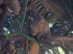 Callosciurus pygerythrus