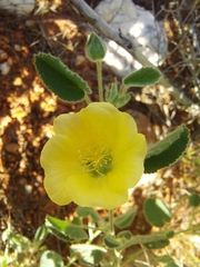 Abutilon leucopetalum