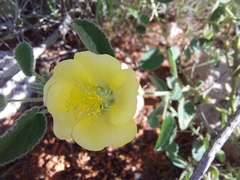 Abutilon leucopetalum